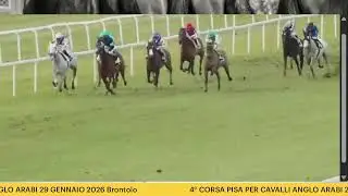 PISA 4° CORSA DEI CAVALLI ANGLO ARABI 29 GENAIO 2026