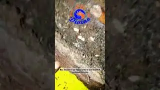 bac de 10jour sur l'&eacute;levage des hannetons (foss ou ver blanc )