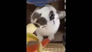 ADORABLE  BUNNY eating Banana!!!!