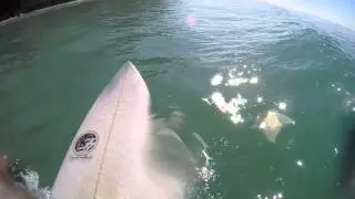 Single Fin Surfing