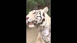 Stop Poaching Now Tiger - 2015