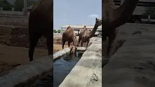 ICAR - National Research Centre on Camel, Bikaner