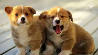Hd dog wallpapers#pretty dogs#shashastories