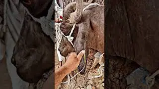 Intravenous injection💉 in ear vein Short#statuswhatsapp #treatment#acidosis#Viral#video