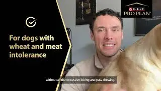 Watch Honey's Story - PRO PLAN Sensitive Skin & Stomach Dog Food