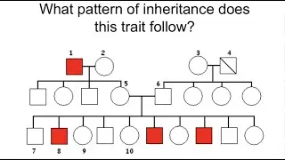 How to analyze Pedigree Charts