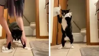 Confused Cat Does Sticky Paws Challenge