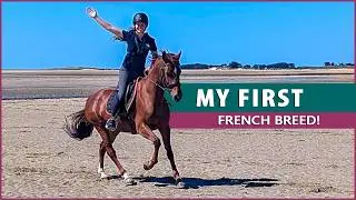 Riding the French Saddle Pony (Poney Français de Selle)