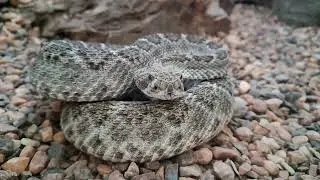 Western Diamond backed Rattlesnake (Crotalus atrox) slow Mo tongue flick