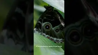 🦋Up Close with a Stunning Butterfly! Full Adventure on Zoo Animals for Kids TV