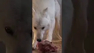 #SmallAnimalVideos #FunnyPetFails #AdorableClips