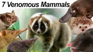 Seven Venomous Mammals