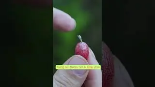 Foraging WILD OLEASTER for a Tasty Snack in the Forest | Ch&agrave;ng b&aacute;n macca, l&acirc;n la khắp chốn #shorts