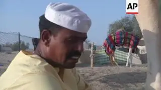 Behind the scenes at top camel breeding farm