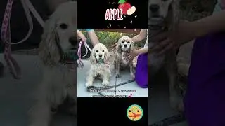 Freedom Flyer Apple meets her forever family 🎉🎉#campcockerrescue #saveadogchangetheworld #shorts