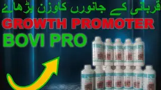 WEIGHT GAIN  DIET FOR GOATS | BENEFITS OF BOVI PRO SUPPLEMENT | BOVI PRO GROWTH PROMOTER