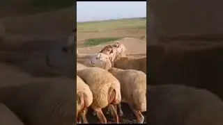 Qara Dolaq təmiz şort satılır