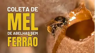 TUDO sobre COLETA DE MEL de Abelhas Sem Ferrão!