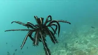 Swimming Crinoid - Diving in the Philippines 2019