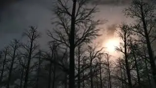 Forest 3D