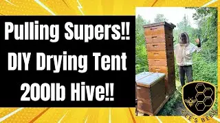 Pulling honey supers, setting up a DIY drying tent and extracting! Wisconsin Beekeeping
