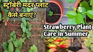 How to grow Strawberry. Strawberry Growing tips. Natural fertilizer for strawberry plant #viralvideo