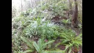 Trachycarpus fortunei var swampsonii Palm trees have a proven track record