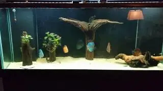 Discus - I WAS WRONG ABOUT SUBSTRATE!