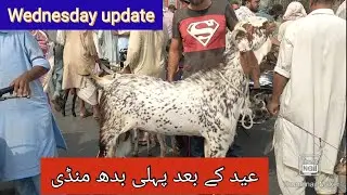 Wednesday update | Lahore Bakra Mandi 2022 Qurbani ka mall desi Bakre Mundray chatry Dombay kato mal