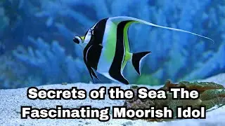 MoorishIdol#UnderwaterExploration#CoralReefs#TropicalFish#UnderwaterBeauty#SymbioticRelationships