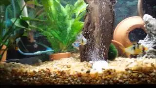 Adding Tetra Parasite Guard