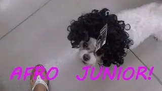 Plaża dla psów! Afro Junior ! :) Życie na Florydzie/6