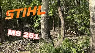 Fűzfa az erdőn a diófa társaságában🪓🌳 (Vámosszabadi STIHL MS251 GOPRO HERO8 4K)