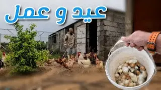 مشاكل علف التسمين على الخراف، كتاكيت  بخمس أصابع،  تركيب أنابيب التقطير للأشجار (184)