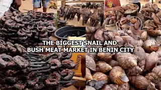 THE BIGGEST SNAIL AND BUSH MEAT MARKET IN BENIN CITYNCHECKOUT THE PRICE OF SNAIL AT EKIUWA MARKET