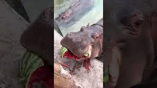 He fed watermelon to a hungry hippo #shortsvideo