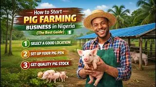 How to start pig farming business in Nigeria (The best guide)