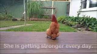 Hen rescued from egg factory farm, learns to walk again!