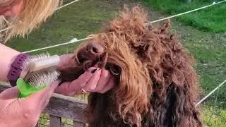 Barbet dog (French Water Dog) brushing a beard