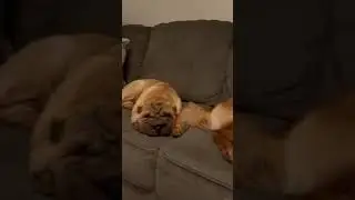 My Pei life be like 😴🐻💛 #shorts #sharpei #dog