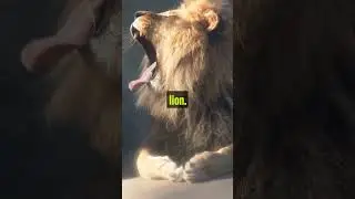 Crazy Facts About Mosbach Lion #shorts #viralshorts #trendingshorts #mosbach  #lion #youtubeshorts