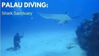 PALAU DIVING:  The Shark Sanctuary HD