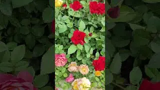 #rose #nature beautiful botanical garden, the 32nd Guangzhou Garden Expo #flowers #广州 #广东 #china #园艺