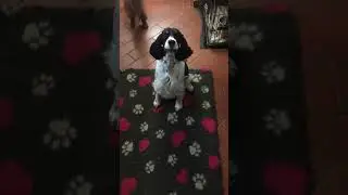 Talking Spaniel 😂🐾🥰#talkingdog #dogshorts #springerspaniel #funnydogs #cutedog #pets