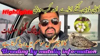 Kalateetar breeding tips /breeding best time /how much does a female partridge breed #kalateetar ...