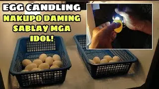 EGG CANDLING! NAKUPO DAMING SABLAY MGA IDOL! || BALERIANS GAMEYARD