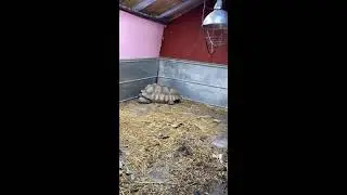 #sleep #cute #wildlife #pets #tortoise