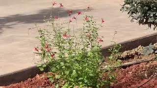 Sage plants will not only smells good , it also invites the humming bird 
