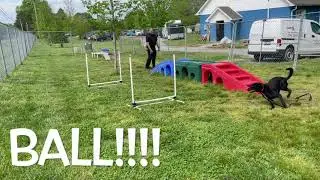 Volunteered @ Last Chance Animal Rescue