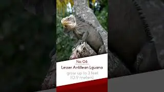 Large Living Iguanas ~ TOP 10 #short #shortvideo #animals #shorts #safari